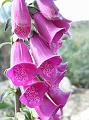 Digitalis purpurea1